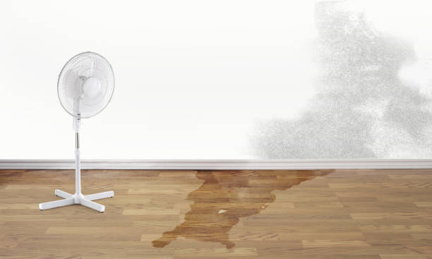 Best Water damage cleanup near me  in Red Wing, MN