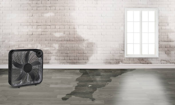 Best Mold removal after water damage  in Red Wing, MN